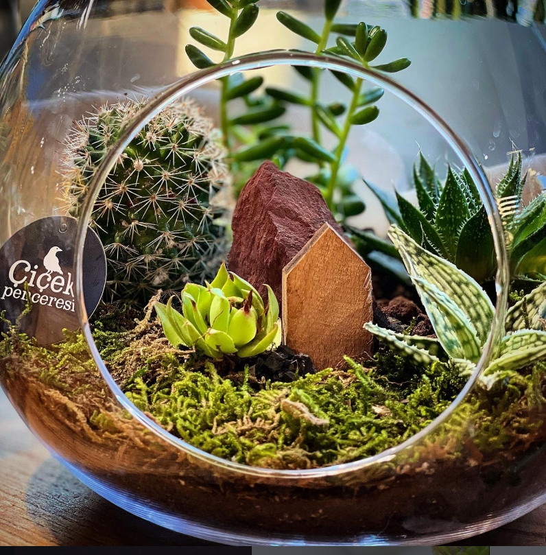 Cam terrarium